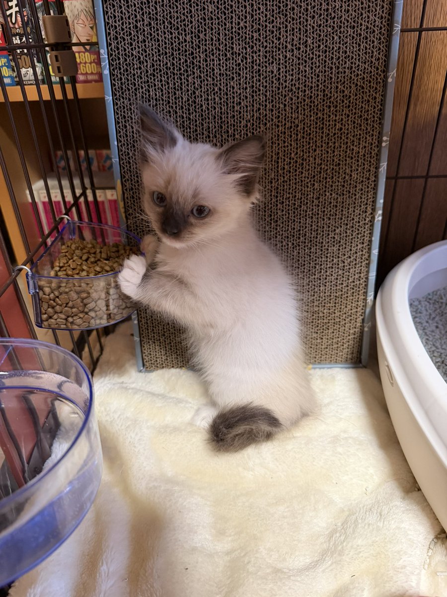 B9Emp's tweet photo. 生後2ヶ月から6ヶ月へ。
デカくなるのはえーw
別の猫に見えるくらいw https://t.co/zK9Xq0HqQP