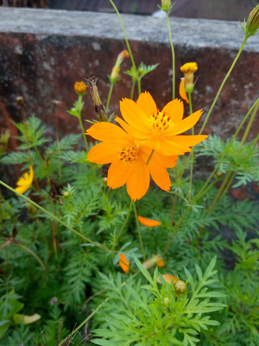 🌿হৈমন্তী🍂 tweet media