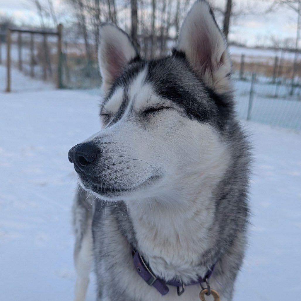 Second Chance Animal Rescue Society (SCARS) tweet media