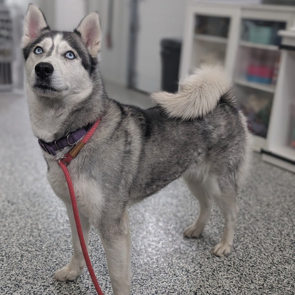 Second Chance Animal Rescue Society (SCARS) tweet media