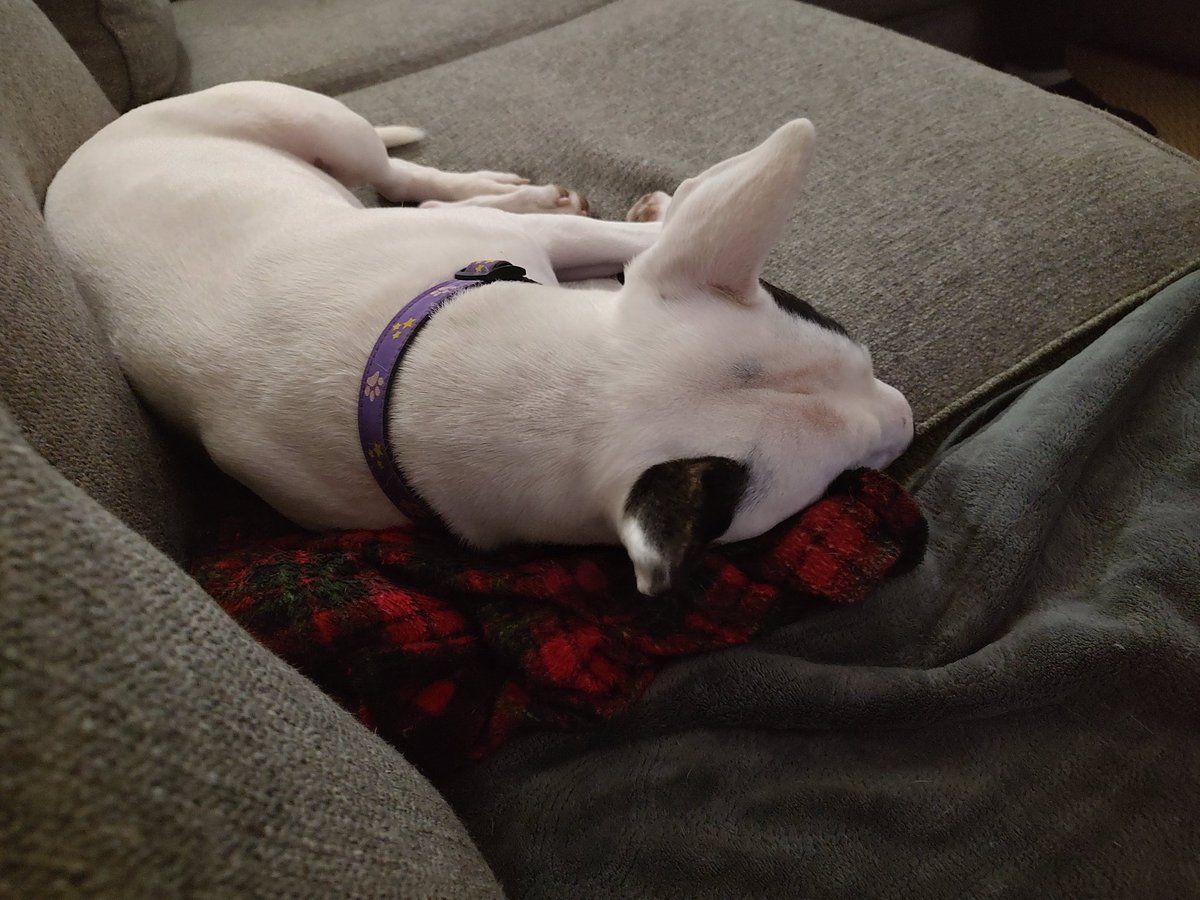 Spike The Rescue Pup & Rex The TV Terrier ®🌈🐾 tweet media