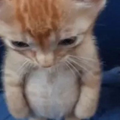 lavi caloura tweet media