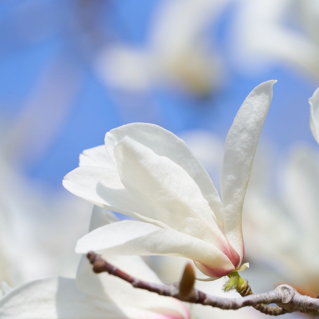 結婚指輪 SORA tweet media