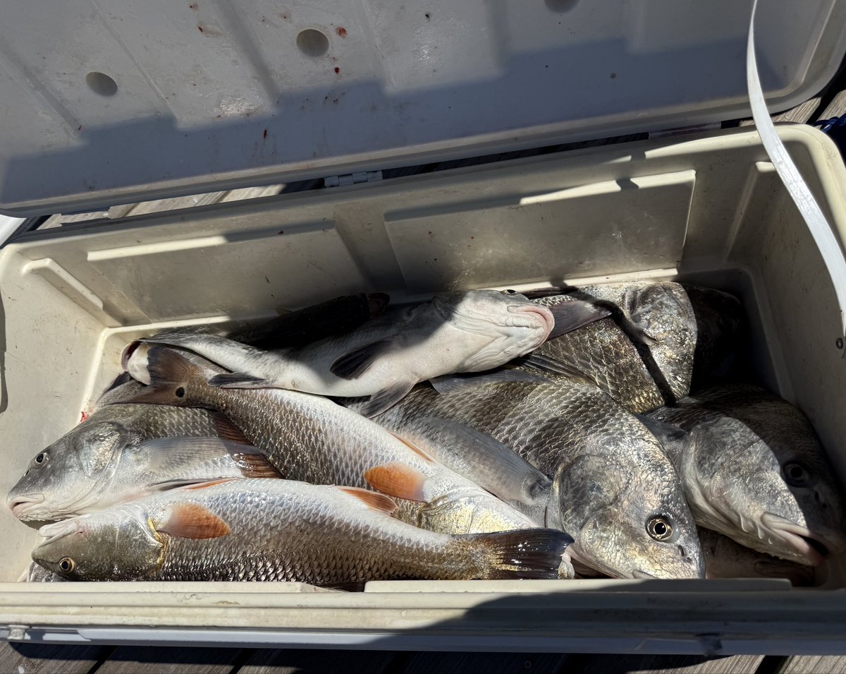 landrygilpin's tweet photo. sight-castin’ reds and fightin’ black drum all morning with my old man and the best captain (@Tripletime2) out there! great day on the water! https://t.co/B59PmjFe2Q