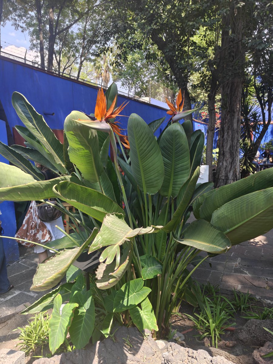 SaulesNav tweet media