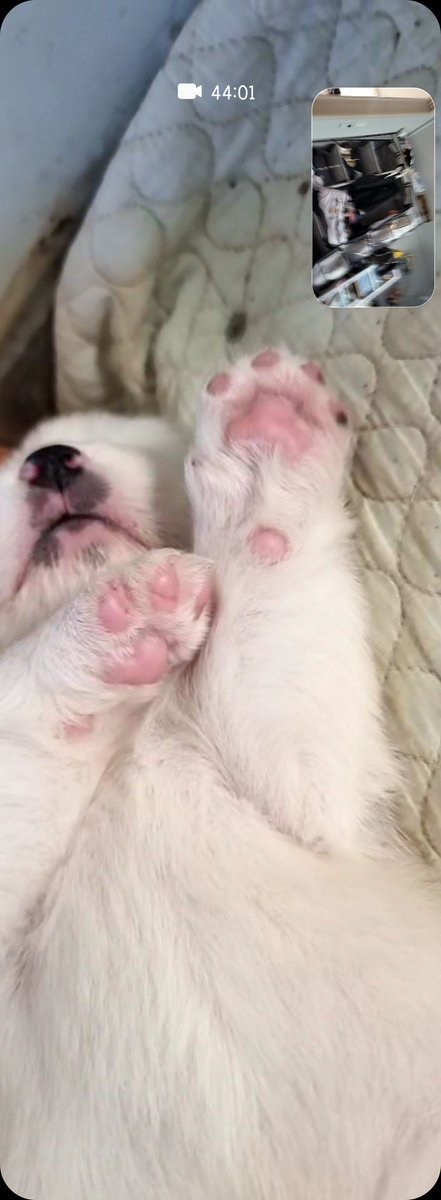 아우루포 tweet media