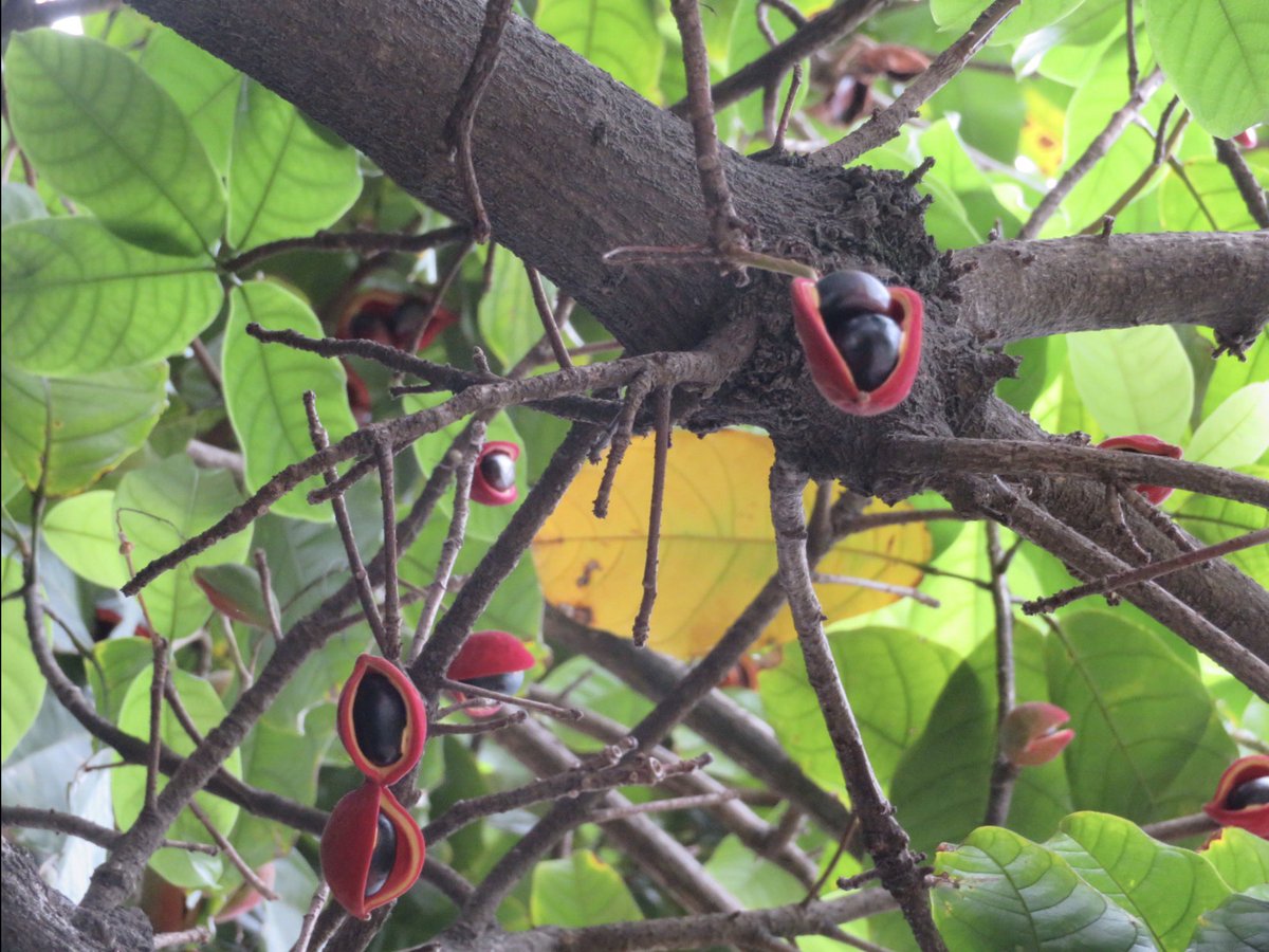 ぴ な。 tweet media