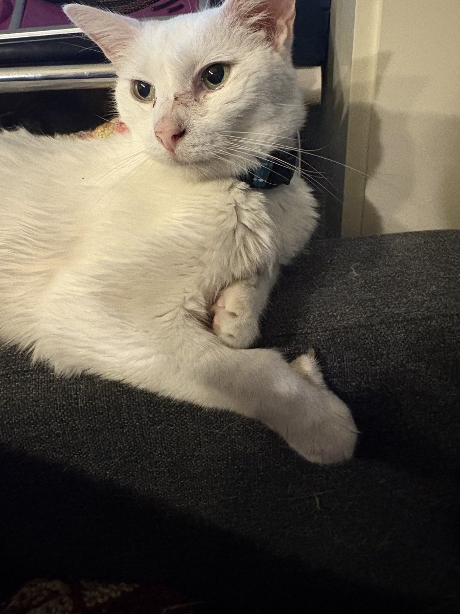 The Downward Spiral Cut Ham tweet media