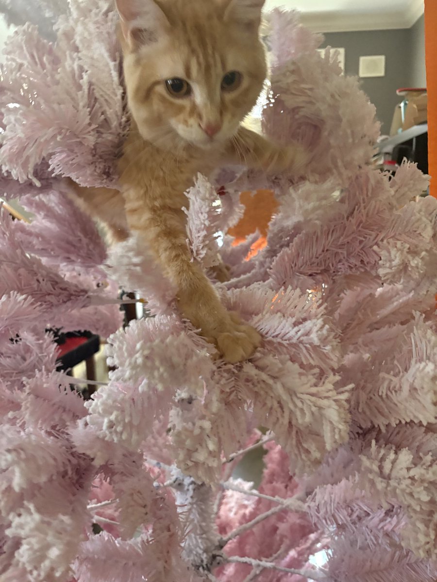 The Downward Spiral Cut Ham tweet media