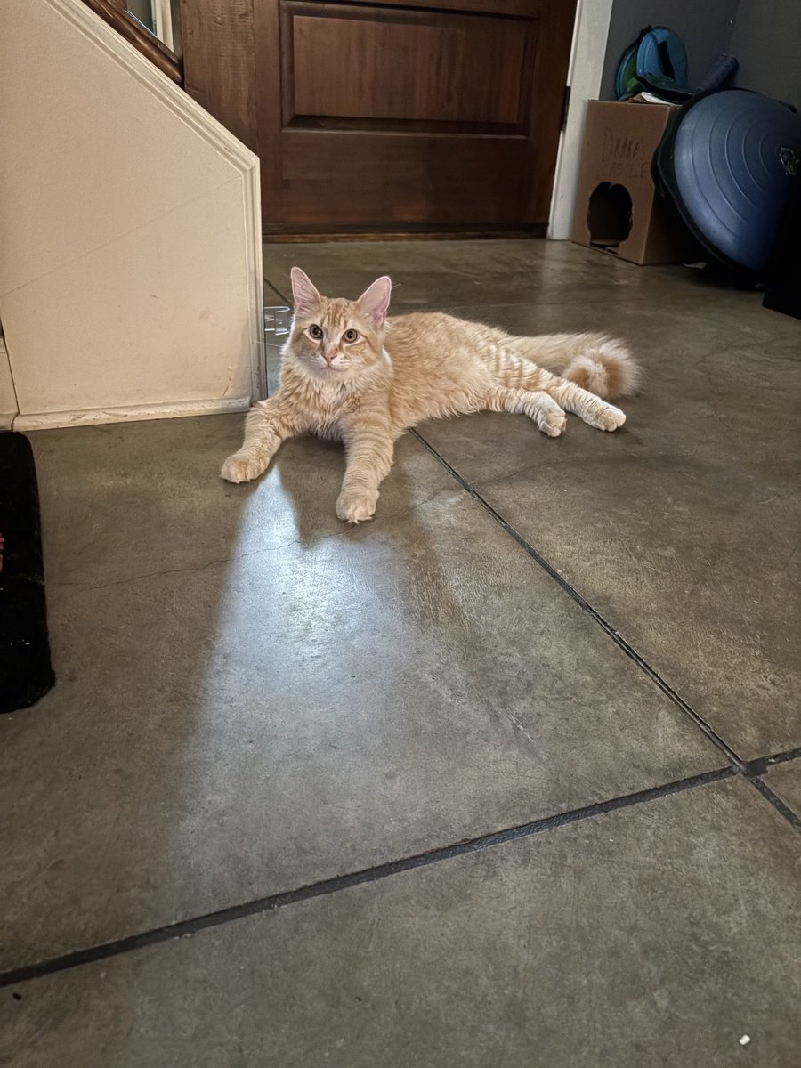 The Downward Spiral Cut Ham tweet media