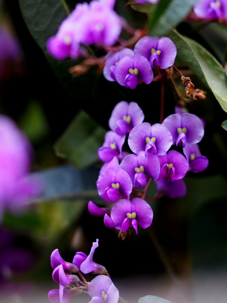 2026年3月22日
✽✽✽

#花写真【ﾊｰﾃﾞﾝﾍﾞﾙｷﾞｱ】
#花言葉…〈出会えてよかった〉
#TLを花でいっぱいにしよう

✽✽✽