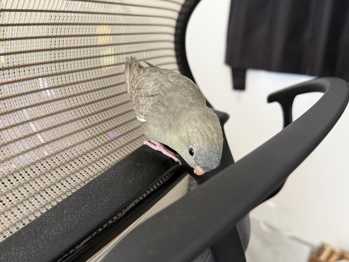 乍藤和樹@おっさん剣聖最新8巻発売中 tweet media