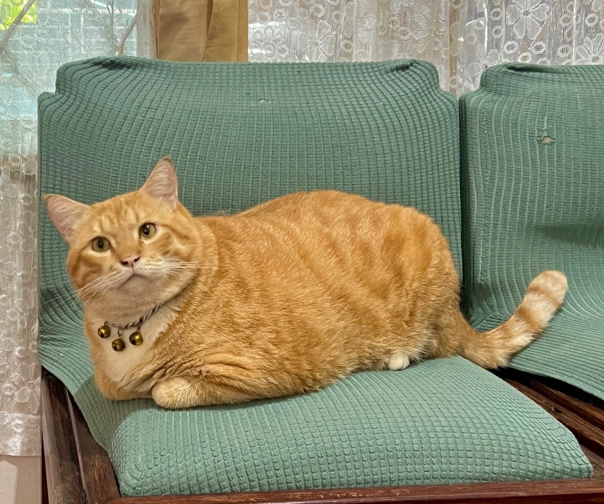 Pak RT Koko tweet media