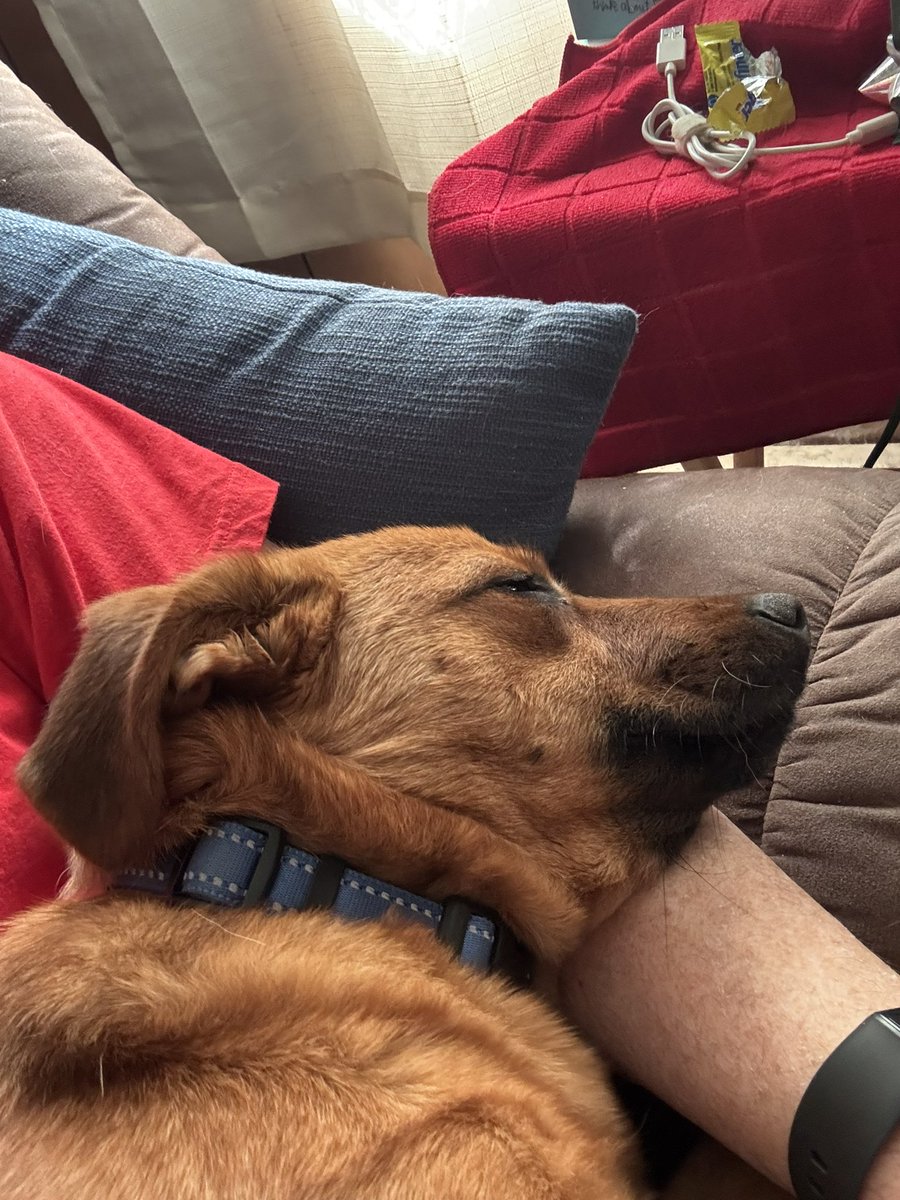 🌈Thorne and Missy’s Dad (4 Pup Dad) tweet media