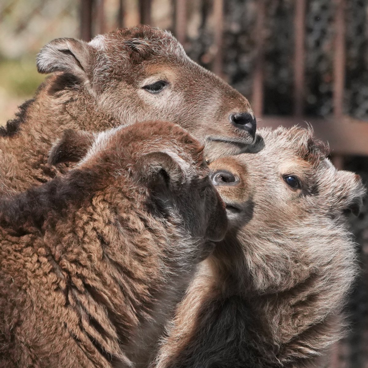 豊川散歩 tweet media