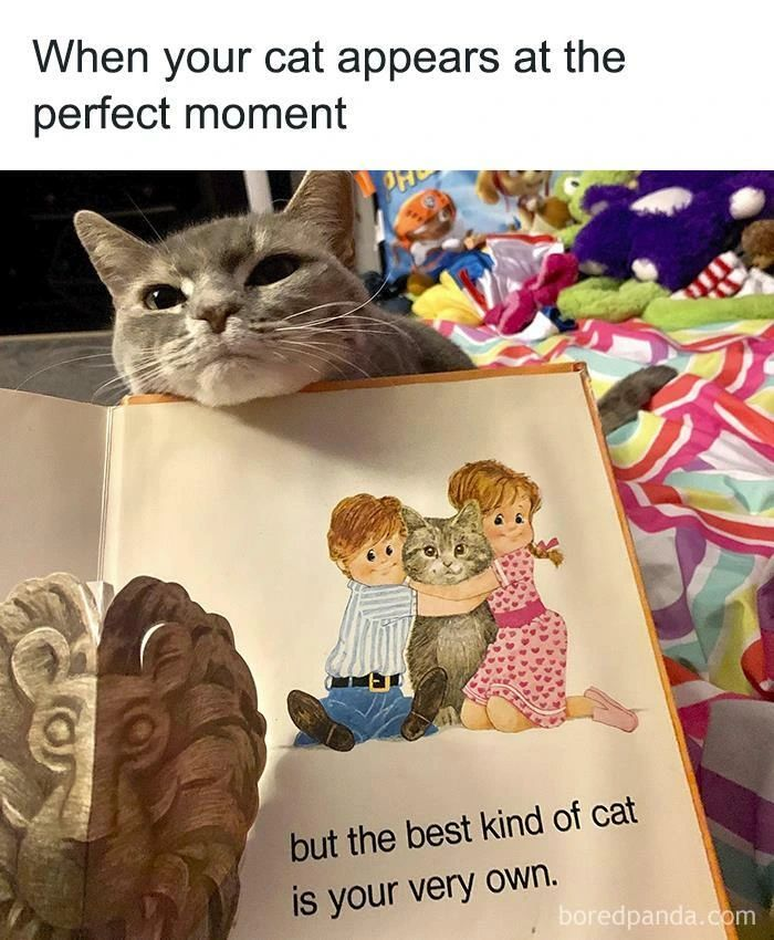 Punch Cat tweet media