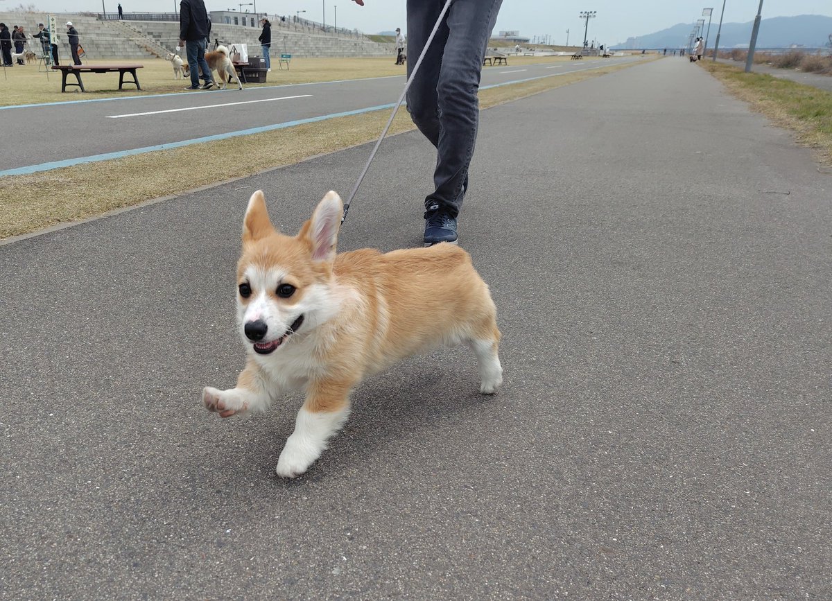 くろかぜ✈ tweet media