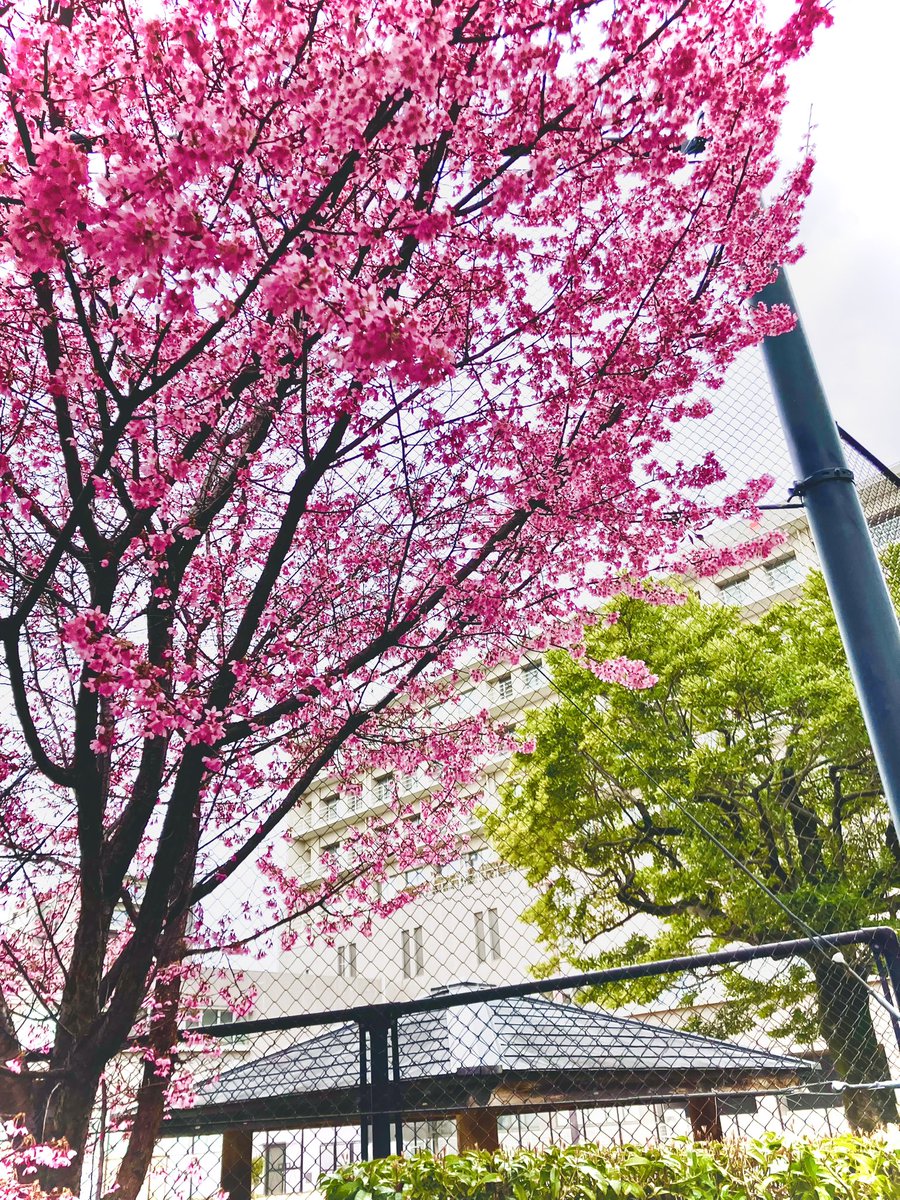 SHOPpeaberry tweet media