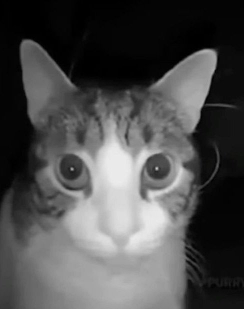 🔇 GαႦყ tweet media