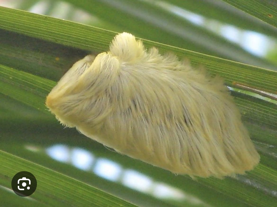 DRUBAKKA's tweet photo. This is the wig that is eating trumps brain https://t.co/Tj1nNZokvm