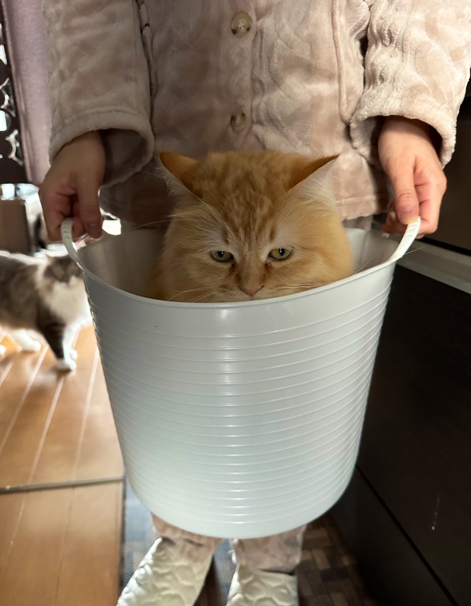 ネコランド tweet media