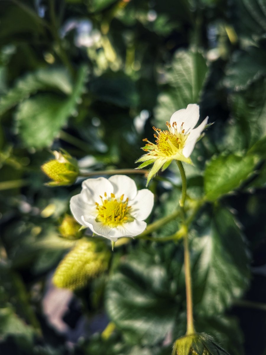 豆tubu-tachiagaru tweet media