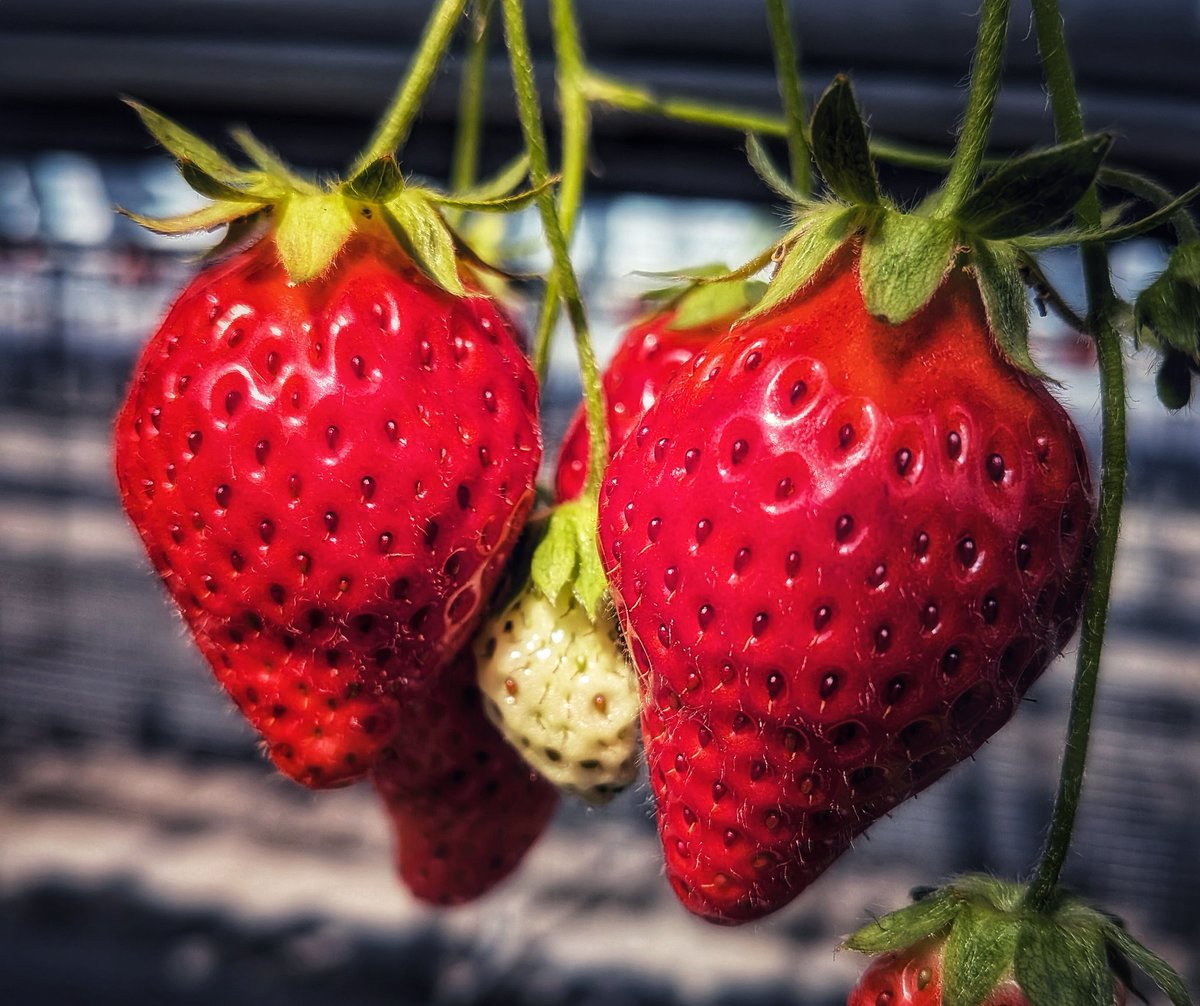 豆tubu-tachiagaru tweet media