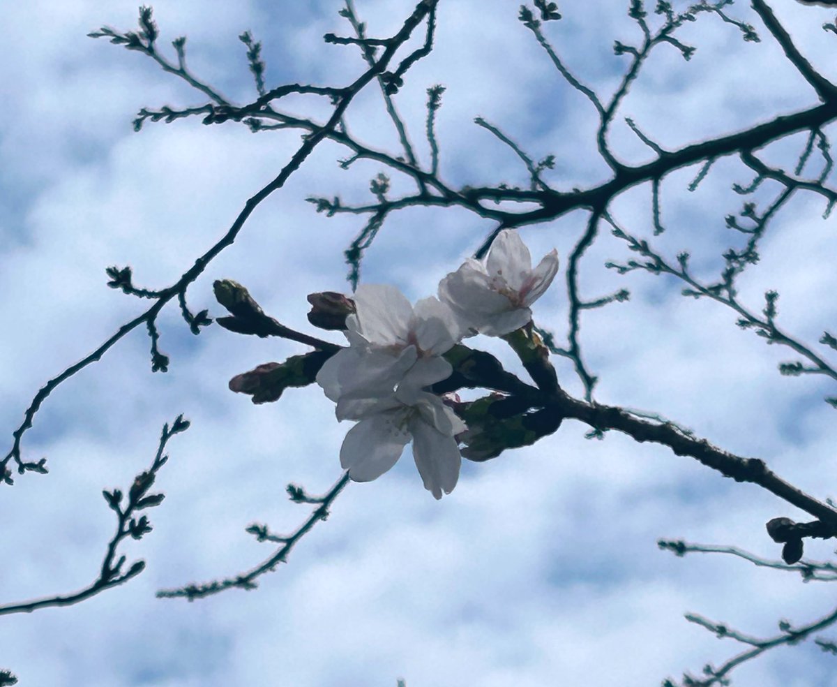 すん🐶 tweet media