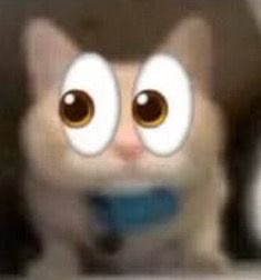 loser 🇹🇷 tweet media