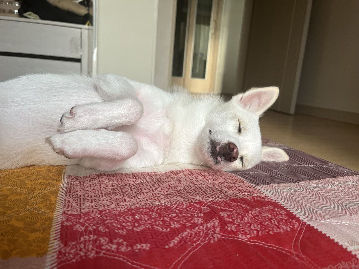 프유닌 tweet media