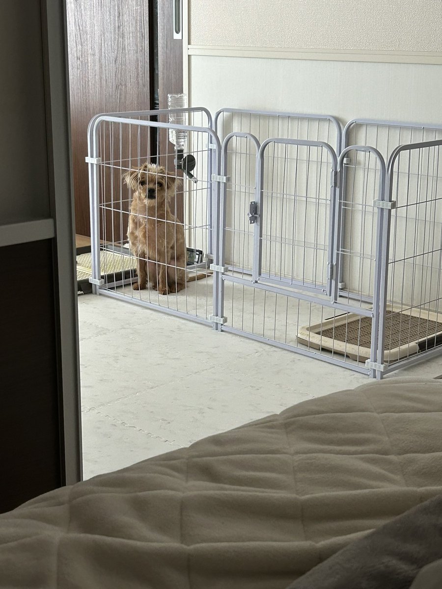 でんちゃん/小児がんサバイバー tweet media