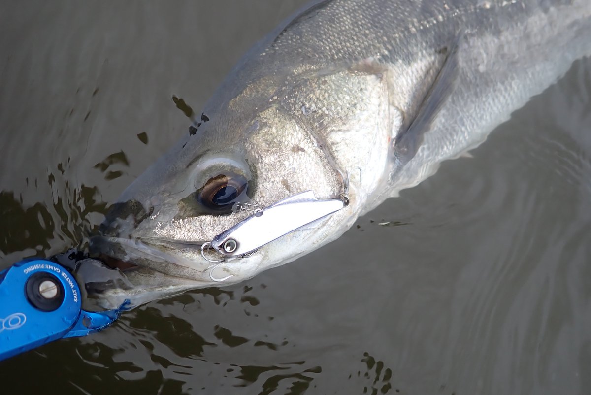 Makoto Sakai(まこ爺) tweet media