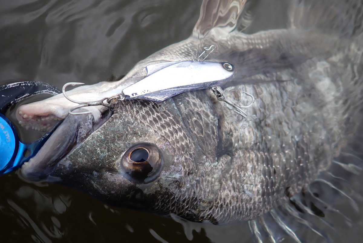 Makoto Sakai(まこ爺) tweet media