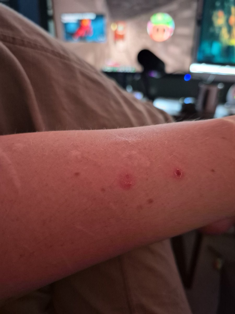 🏳️⚧️ Mint the puppy moth doe girl 🏳️⚧️ tweet media