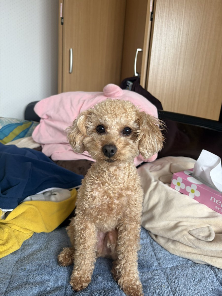 つよし tweet media