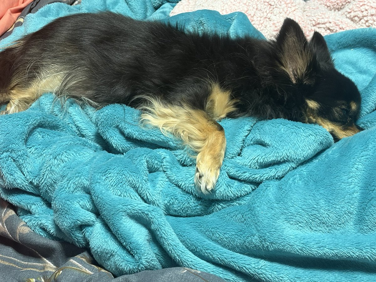 Cleo 🌈 of Hellbeasts tweet media