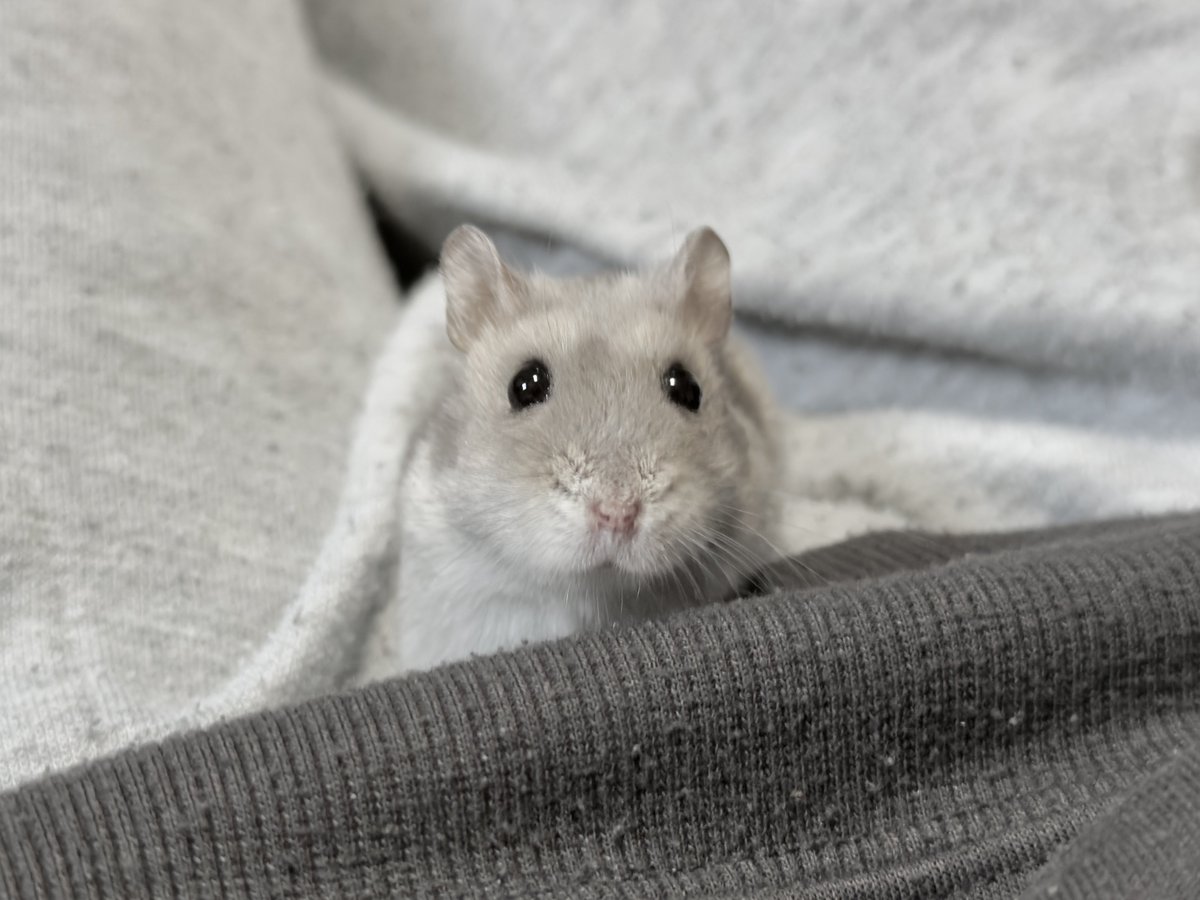 やまはむ。 tweet media