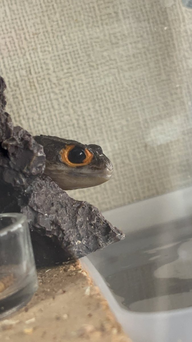 buiyon_i tweet media