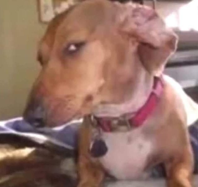 Incoggnita tweet media