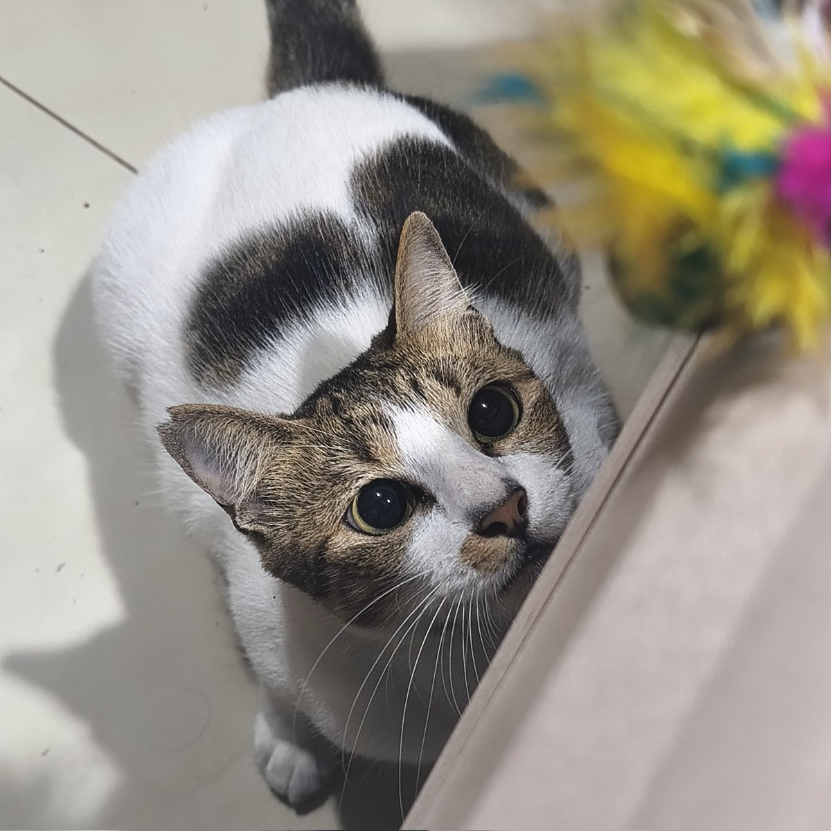 rasha •⩊• tweet media