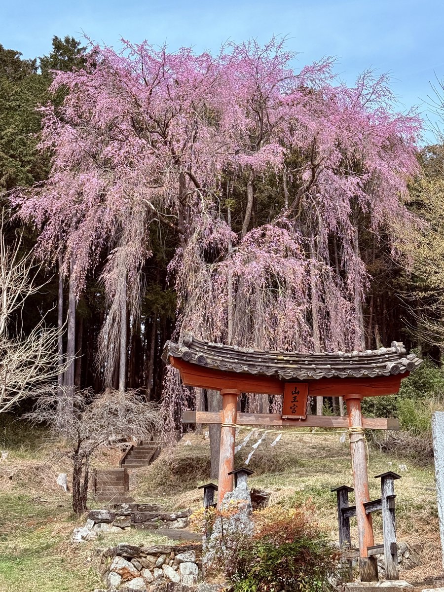 2026.3.22 埼玉県ときがわ町 【日枝神社のしだれ桜🌸】 嵐山渓谷の近く