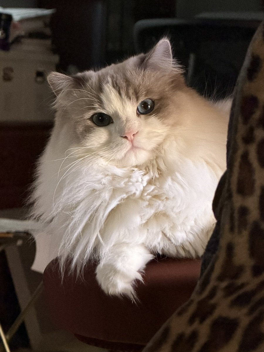 Annie Bananie tweet media