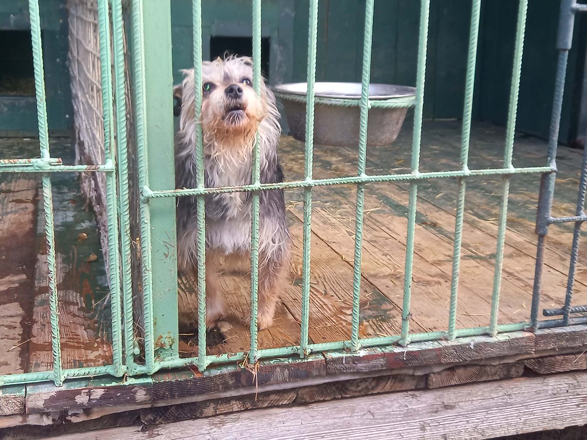 Robwalka Wolf tweet media