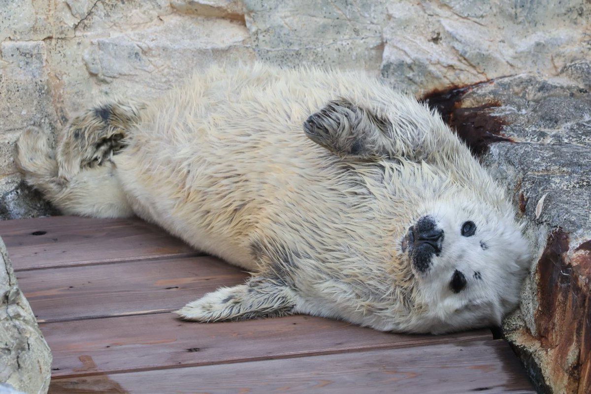 かお🦭 tweet media