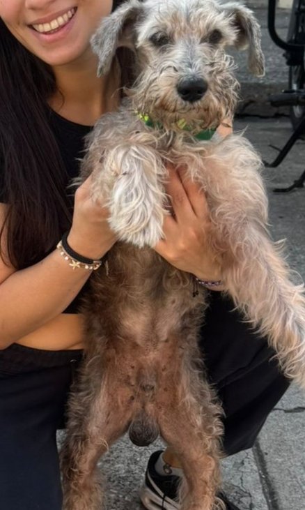 Alerta me perdi tweet media