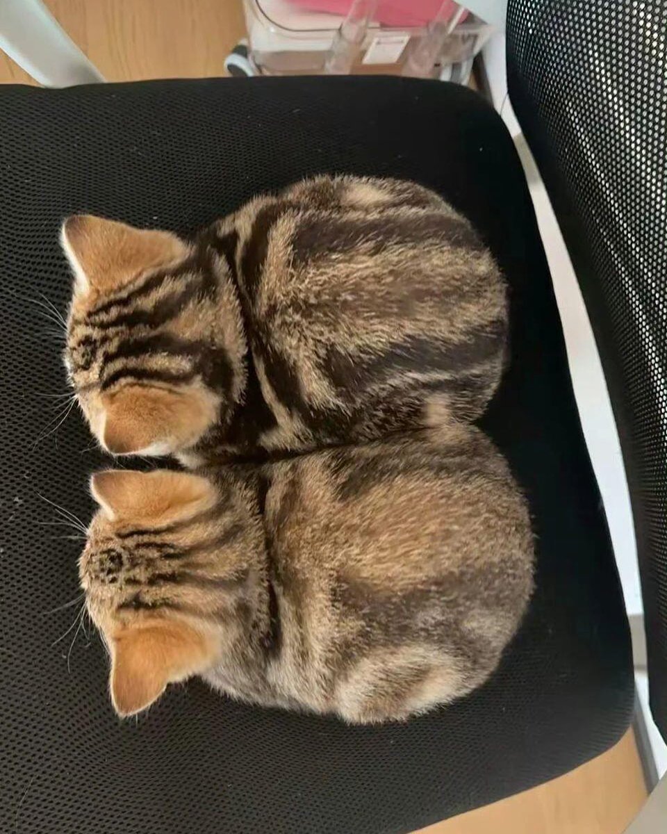 Two chocolate cake