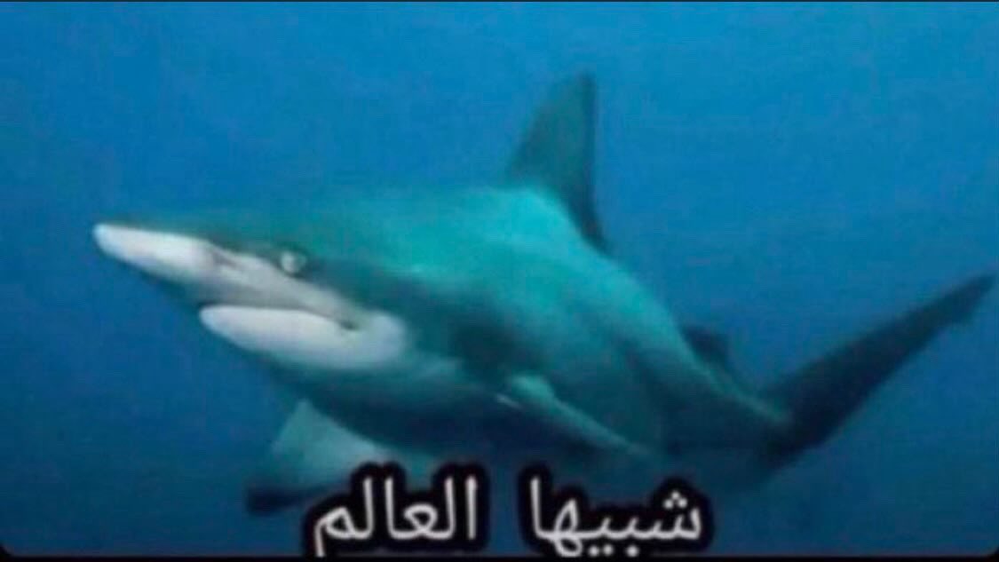 eli jang , tweet media