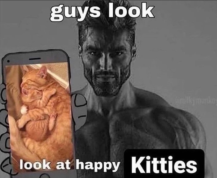 Punch Cat tweet media