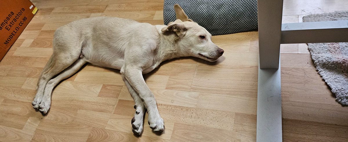 𝙷𝚎𝚕𝚊 𝙼𝚘𝚛𝚎 🐶 tweet media