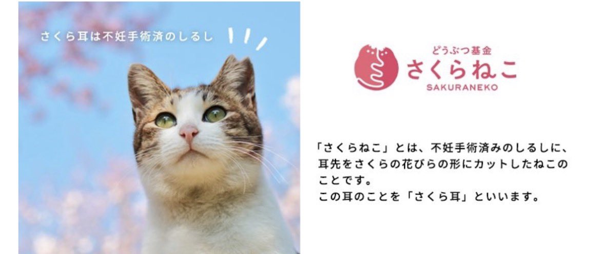 nekochan02170's tweet photo. さくらねこの日 https://t.co/2h84P0lFNT